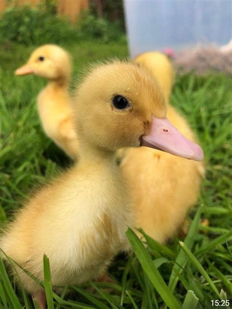 5 and 7. . Where to buy ducks near me